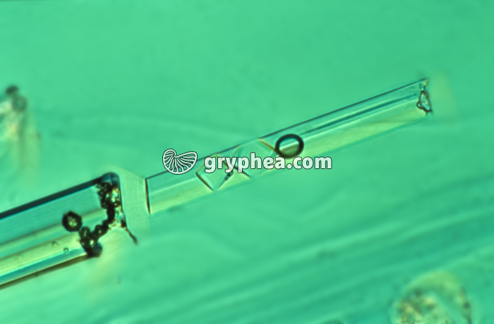 Bulle de gaz dans un cristal d'émeraude LPA x25 - gryphea.org